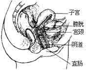 女生洗澡清洗下体视频 女生必须学会怎样清洗阴道内部