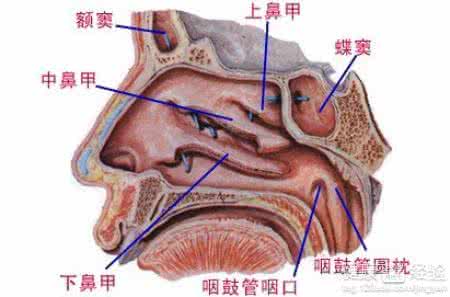 鼻窦炎 鼻炎、 鼻窦炎