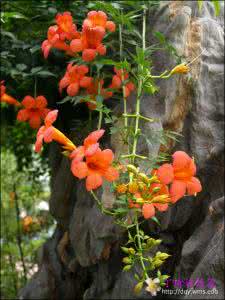 校花xiaohua100 凌霄花Lingxiaohua