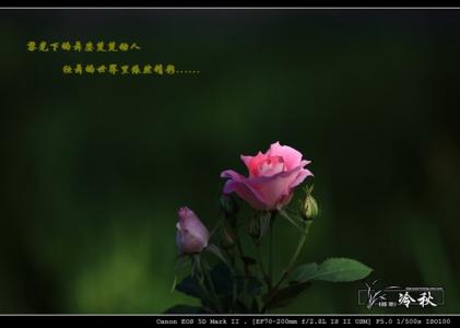 夜无明月花独舞 的意思 夜无明月花独舞