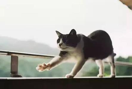 猫咪天使max 每只猫咪遇到好心人都会变成天使！