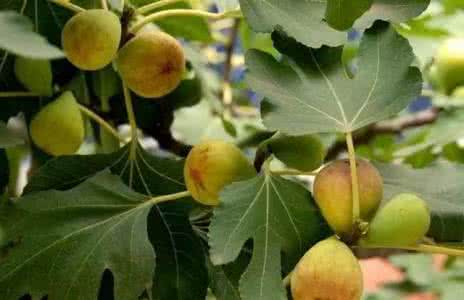 阳台种无花果树吉利吗 无花果像这样种在阳台上，现摘现吃，真方便