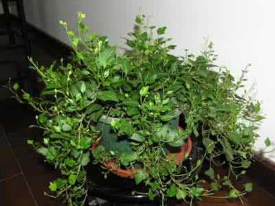 常春藤的养殖方法 常春藤有什么养殖技巧