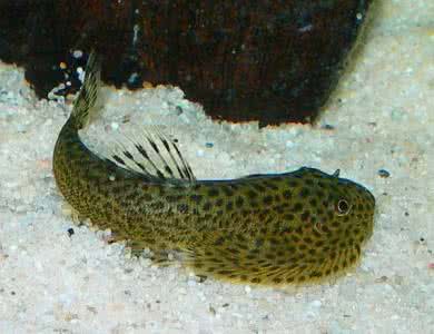 爬岩鳅是清道夫吗 爬岩鳅