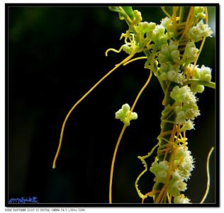 如果你是菟丝花 菟丝花