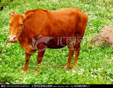 肉牛牛肉 肉牛牛肉 牛肉价奇高称肉牛高享受