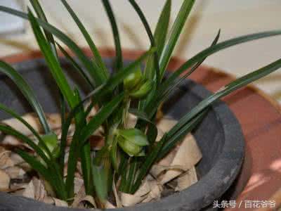 水养兰花 兰花水养 水养兰花怎样养相片？