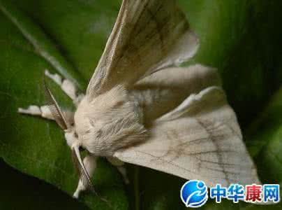 梦见飞蛾扑向自己 梦见飞蛾扑向自己 梦见飞蛾