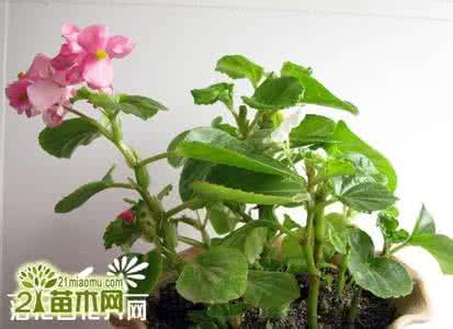 花卉栽培新技术 草本花卉繁殖新技术