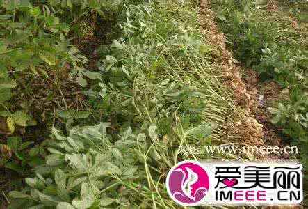 梦见摘花生 梦见花生 梦见摘花生