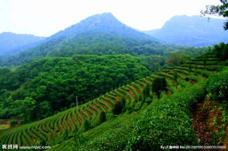 塔山山岚茶 山岚茶 山岚茶的具体介绍