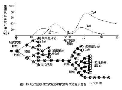 淋巴因子的化学本质 淋巴因子