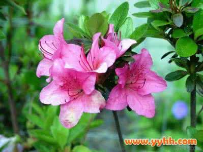 杜鹃花落叶怎么办 杜鹃花怎么养?杜鹃花落叶怎么办