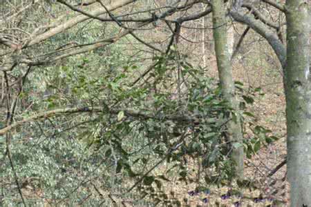 枫香树寄生 枫香寄生 枫香树寄生(中药材植物名:节枝檞寄生)(植物科目:桑寄生科)