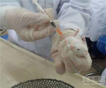 蟾蜍衣功效 女性福音：乳腺癌单方显神效蟾蜍皮敷