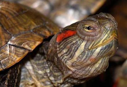 巴西龟认识主人吗 巴西龟吃什么