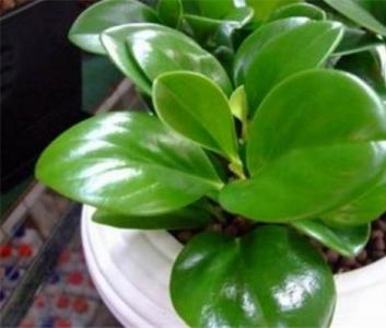 电脑宝贝怎么繁殖 电脑宝贝怎么养