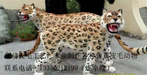 金钱豹vpn怎么样 金钱豹怎么赚钱