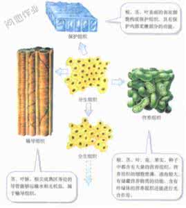 植物的五大组织 植物的五大组织(图)