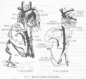 循环系统五大疾病 循环系统疾病