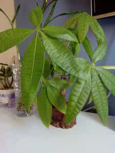 发财树叶子耷拉发黄 发财树叶子耷拉 如何轻松解决发财树叶子变黄