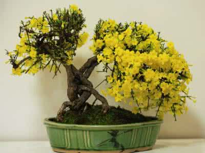 迎春花盆景怎样修剪 怎样让迎春花盆景更好看