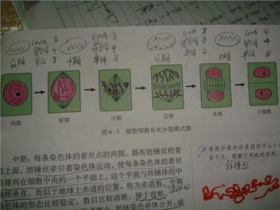 高中生物试讲稿 高中生物试讲稿 高中生物有丝分裂试讲稿