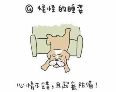 狗狗睡姿与主人的关系 狗狗睡姿隐藏的含义,做为主人你了解吗?