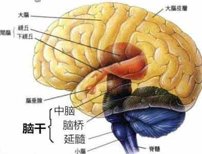 脑干肿瘤手术成功率 脑干肿瘤的手术入路 脑干肿瘤的偏方