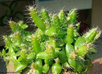 虎牌杯子有核辐射吗 吃过的水果核不要丢，做成杯子里的小森林，太美了！