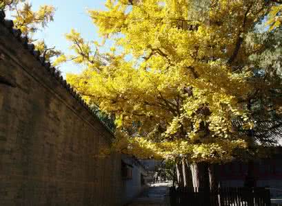 北京海淀西山大觉寺 北京海淀:大觉寺之千年银杏王
