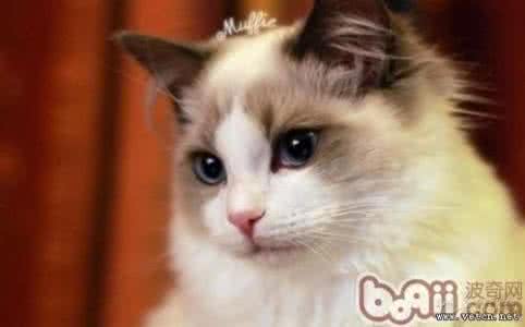 布偶猫剃毛 布偶猫 猫为什么喜欢舔毛