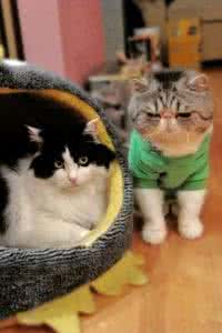 小猫洗澡用什么沐浴露 沐浴中的小猫电池插件:手机桌面宠物