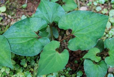 常见野草 常见的野草煮水浸泡屁股, 不花一毛钱治好痔疮顽疾, 你不知道吧