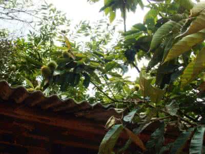 板栗树苗 秋天板栗树苗栽种 板栗树的栽种和修剪原则 板栗树怎么种