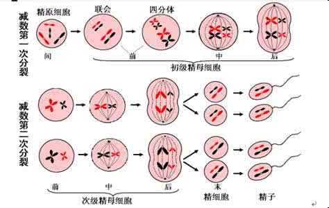 减数第二次后期 减数分裂Ⅱ  后期Ⅱ  