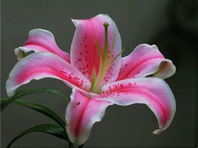 粉色香水百合花语11朵 粉色香水百合花语