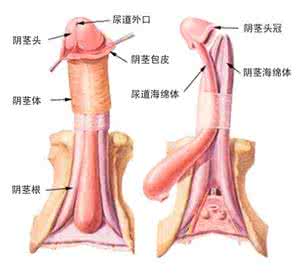 龟头要不要一直外露 龟头要不要一直外露 如何让龟头一直外露？