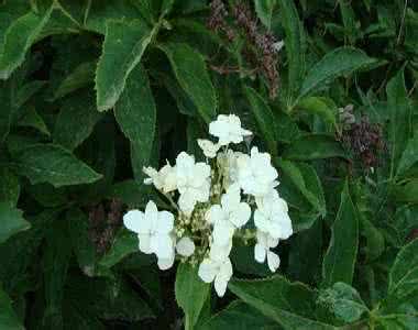 东陵八仙花 东陵八仙花-易养殖的盆栽花卉名称及图片