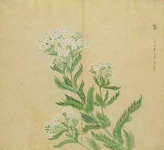 诗经里的花草 《诗经》里的花草你认得吗？