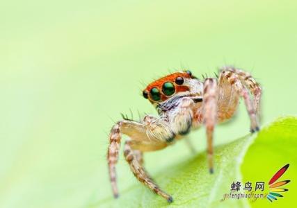 昆虫摄影技巧 感受大自然的魅力 揭秘昆虫摄影技巧