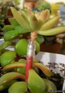 多肉植物嫁接技术 景天科多肉植物嫁接技术贴