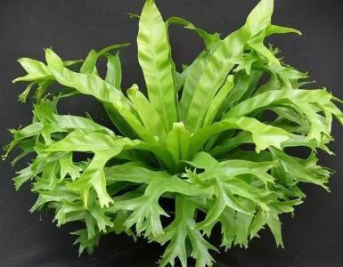 天然氧吧 种哪些植物家里才像天然氧吧?