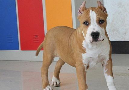 狗狗宠物连锁店 冬季宠物狗狗美毛护毛知识