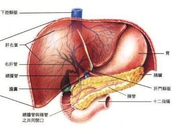 如何排除肝脏毒素 肝脏毒素 如何看指甲判断肝脏是否有毒素