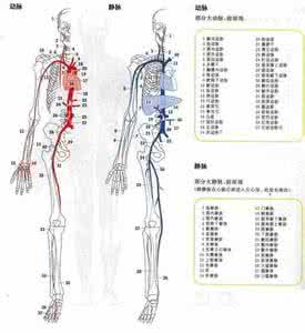 超清晰汽车透视图 超清晰人体穴位引导图视1