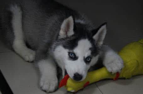 哈士奇狗粮哪个牌子好 哈士奇吃什么狗粮好 哈士奇吃什么牌子的狗粮好