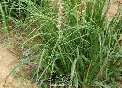 知母的作用与功效 知母图片 知母图片_知母的功效与作用