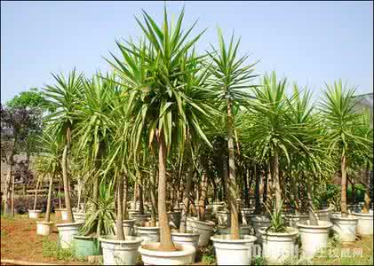 荷兰铁的风水作用 荷兰铁的养殖方法