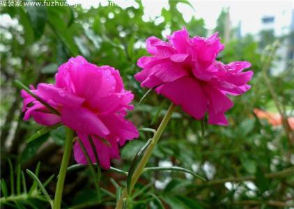 午时花什么时候开花 午时花开花时间 午时花在什么时候开花 午时花在什么季节开花